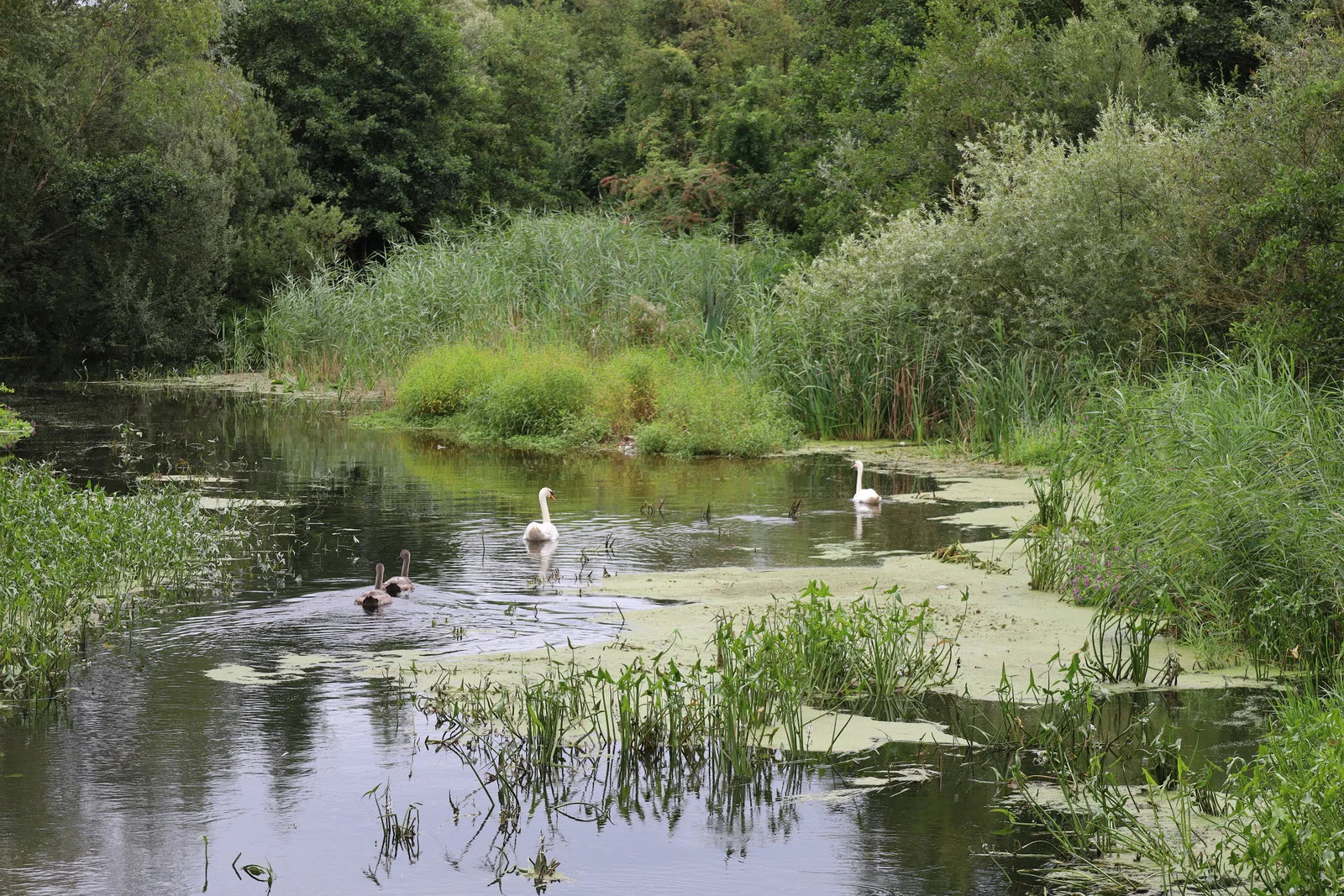 Zwanen op de spiegel van het water