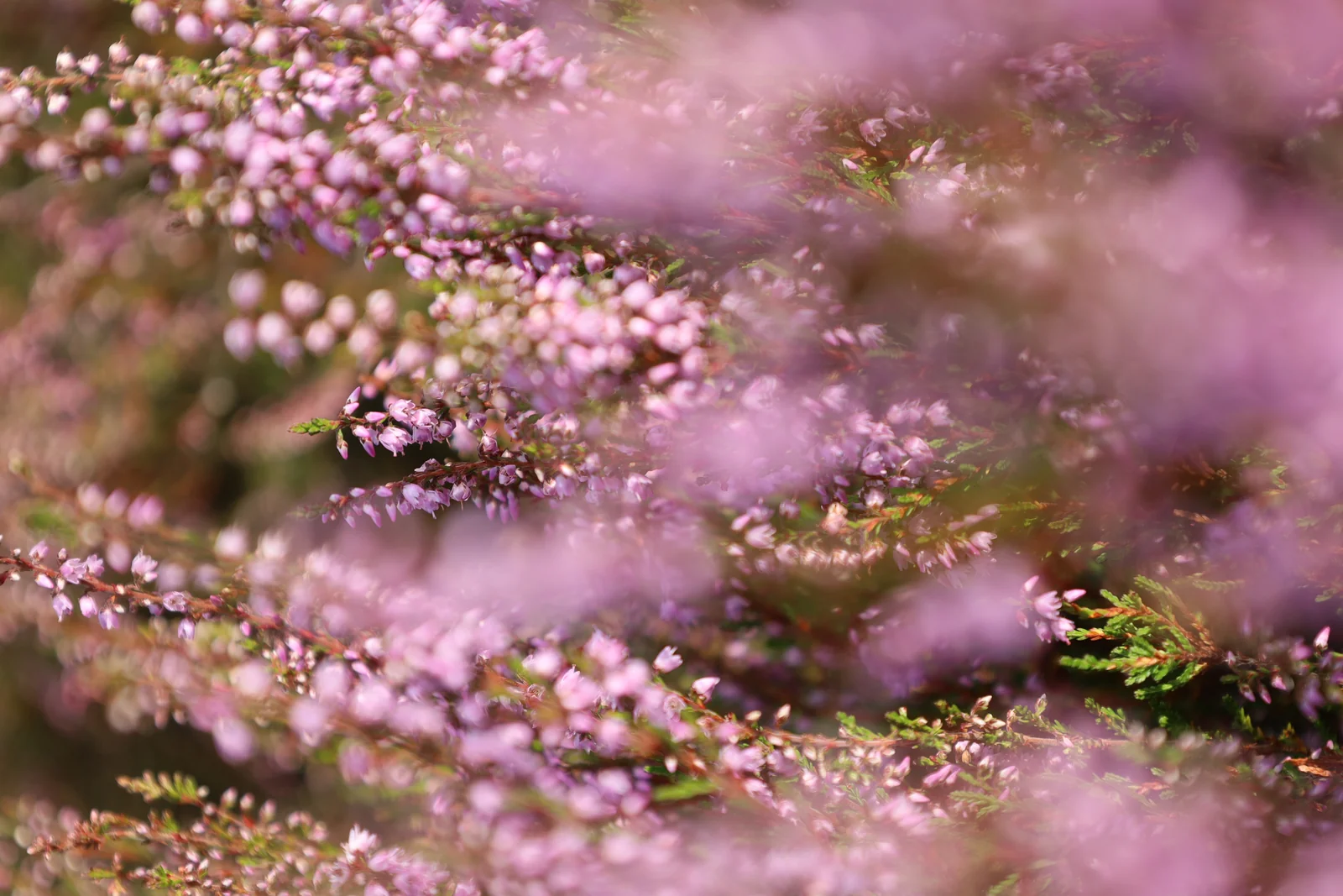 Heidebloemen in het zachte licht