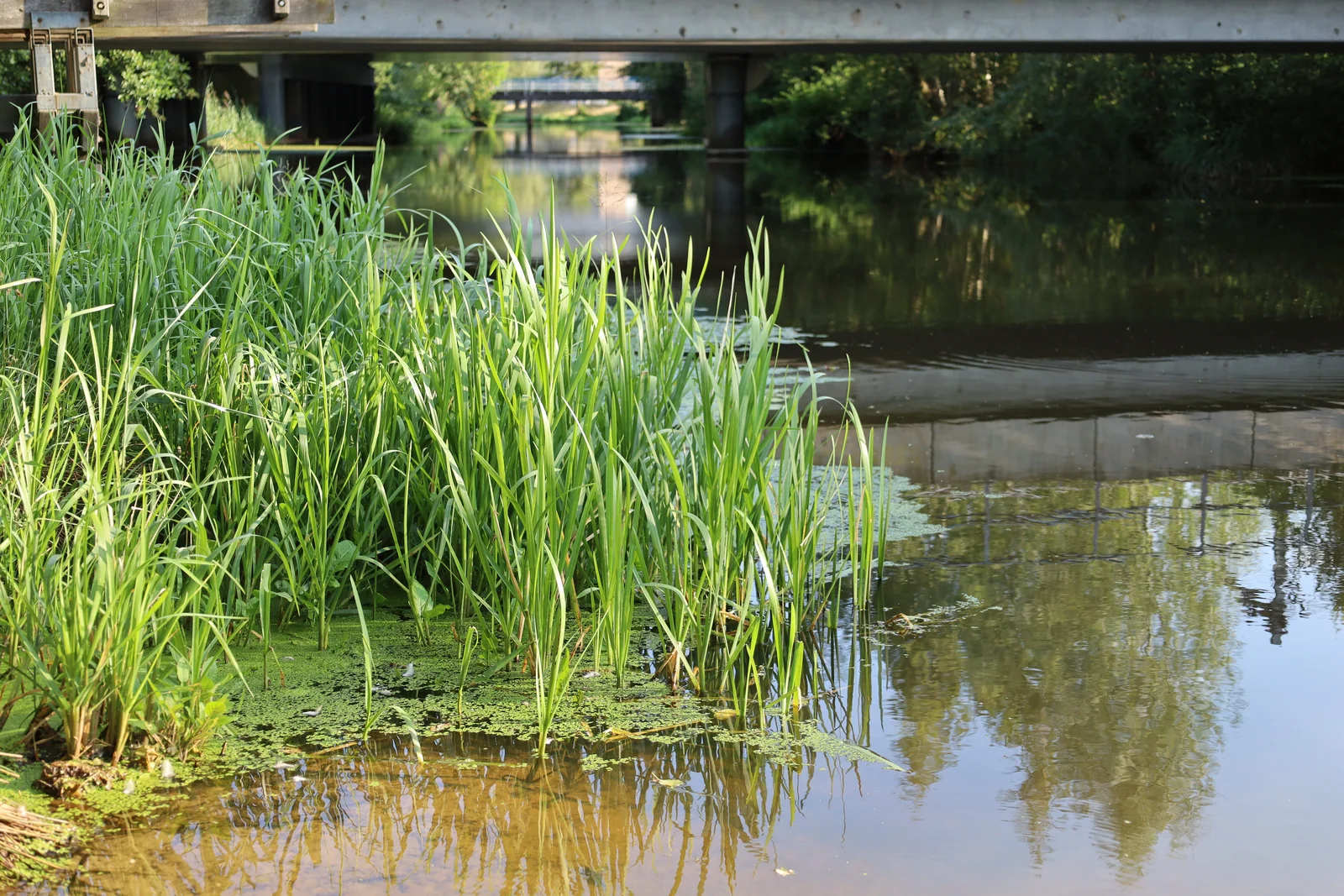 Riet langs de donkere sloot